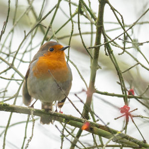 Close-up of a bird perching on branch