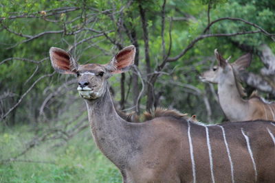 Portrait of a reptile in the forest
