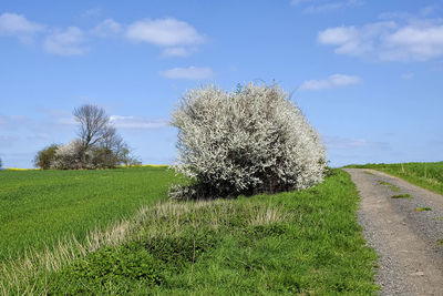Plant growing on field against sky