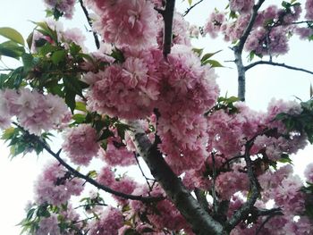 Low angle view of pink cherry blossoms in spring