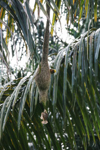 Low angle view of bird perching on tree