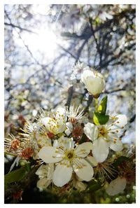 Close-up of white flowers blooming in park