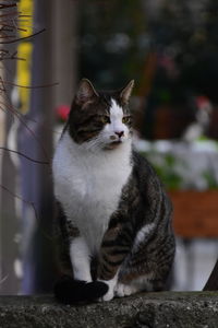 Close-up of left-facing cat