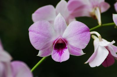 Close-up of pink flower