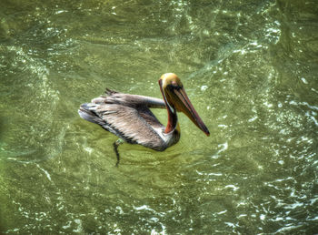 High angle view of duck swimming in water