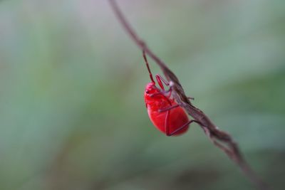 Macro photography of kapok bug on the host plant