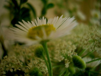 Close-up of flowers blooming outdoors