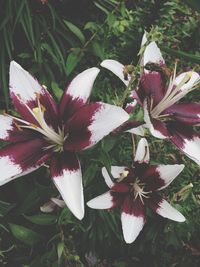 Close-up of flower