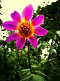 Close-up of pink flower blooming outdoors