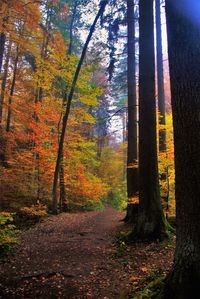 Road passing through forest