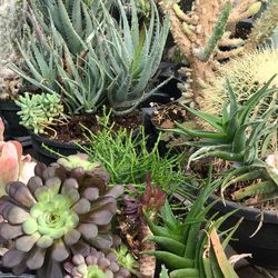 High angle view of succulent plants on field