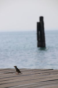 Bird perching on wood against sea