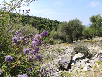 Purple flowering plants on land against sky