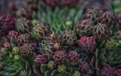 Alpine plants in close up