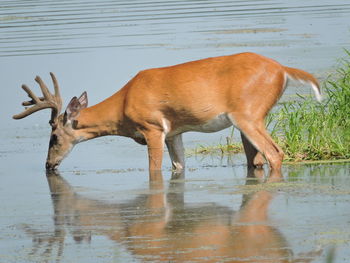 Deer drinking water in lake