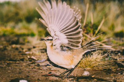 Close-up of a bird flying over a field