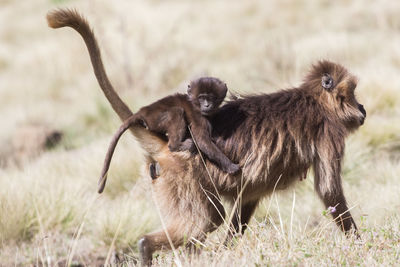 Monkeys walking on grassy field