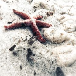 Close-up of crab on sand