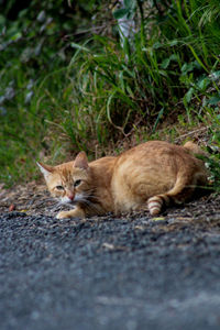 View of a cat lying down