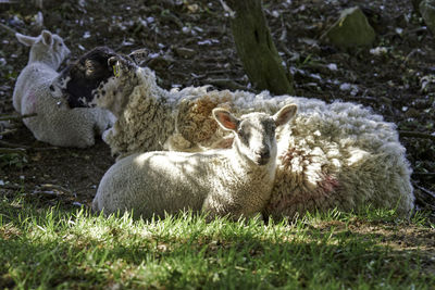 Sheep in a field