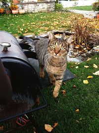 Portrait of cat in backyard