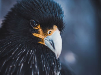 Close-up of a bird looking away