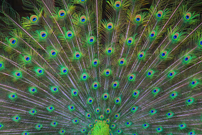 peacock