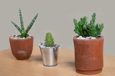 Close-up of potted plant on table