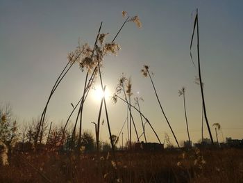 Close-up of stalks in field against sunset sky