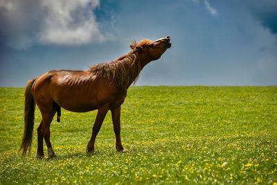 Qiongkushtai in xinjiang is a small kazakh village with a vast grassland, horses, and sheep.