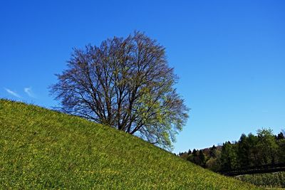 Tree against blue sky