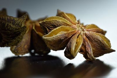 Close-up of dry leaves on table