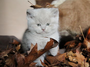 Portrait of cat