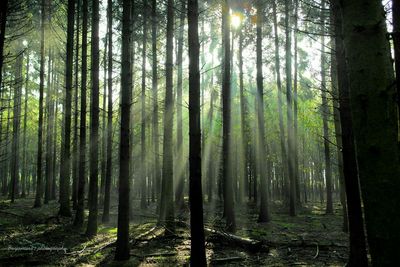 Trees in forest