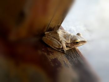 Close-up of lizard