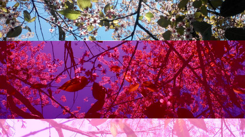 Low angle view of cherry blossoms in spring