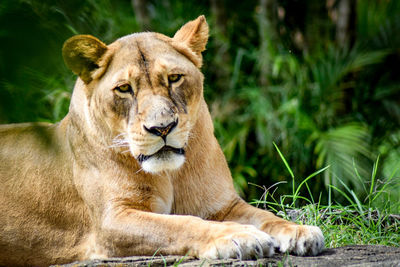 Lion relaxing outdoors