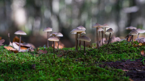 Close-up of mushrooms on field