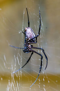 Close-up of spider and web