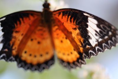 Close-up of butterfly on leaf