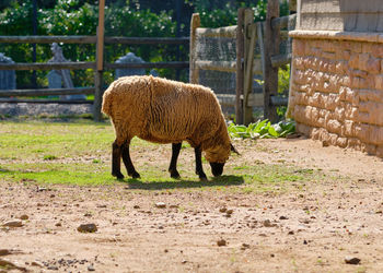 A woolly sheep grazing on a patch of grass in the back of the barn