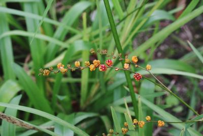Close-up of insect on plant