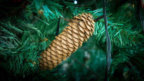 Close-up of pine cone on tree