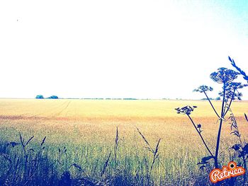 Scenic view of field against clear sky