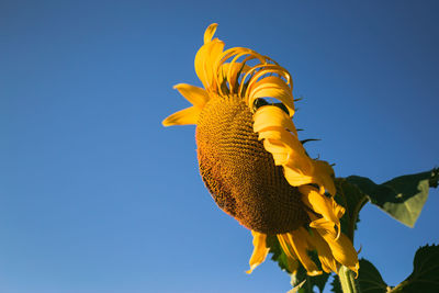 Low angle view of yellow flowering plant against clear blue sky