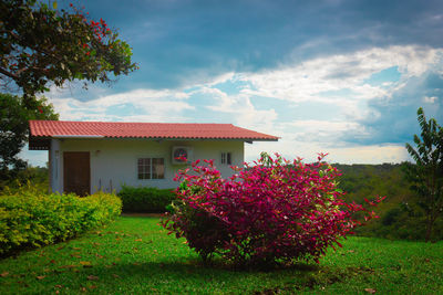 Flowering plants and trees on field against sky