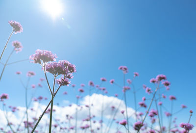 Low angle view of pink flowering plant against blue sky