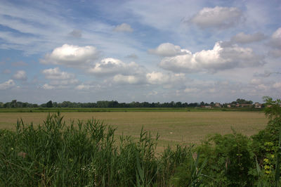 Scenic view of agricultural field against sky