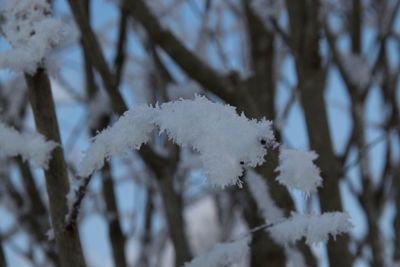 Close-up of snow on twig
