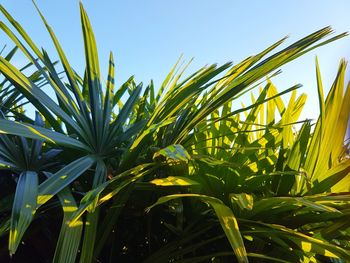 Close-up of fresh plants on field against clear sky
